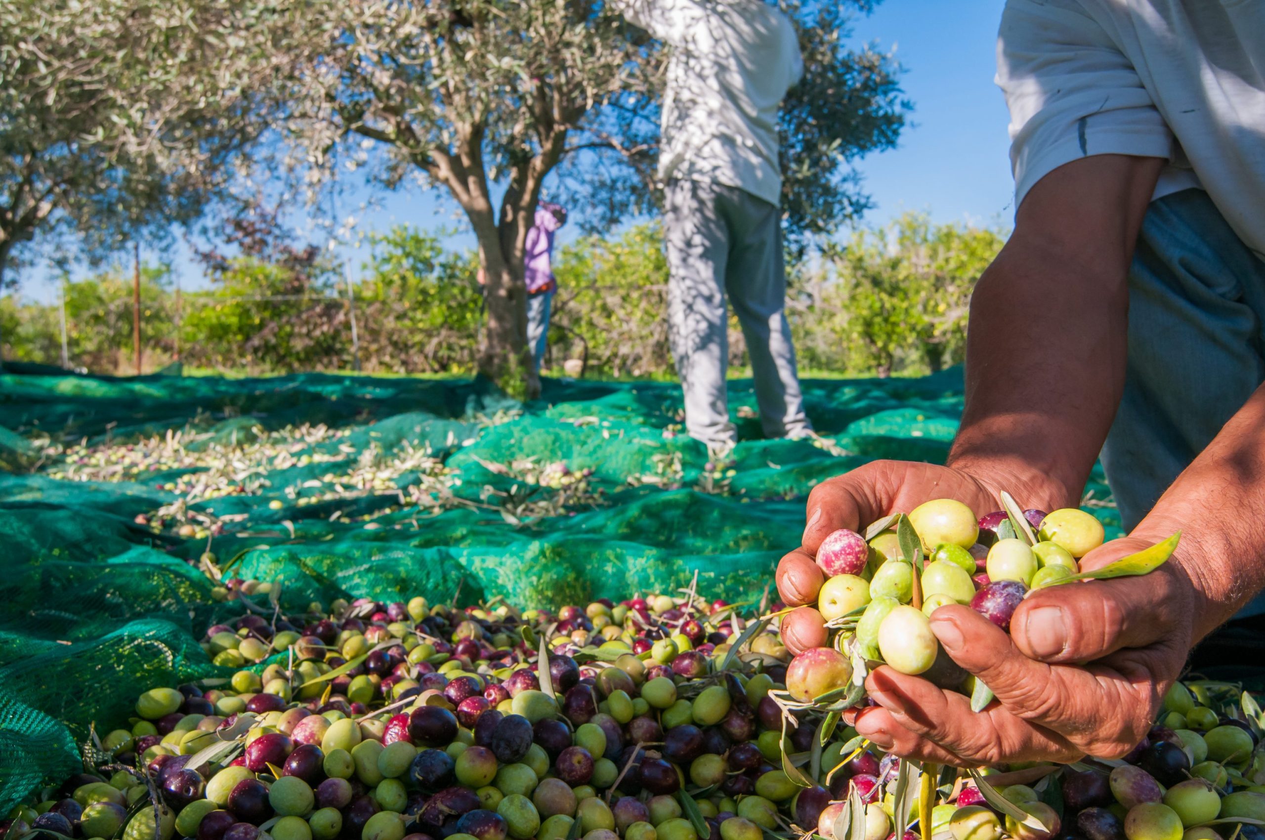 Olive-picking-with-tarp-scaled